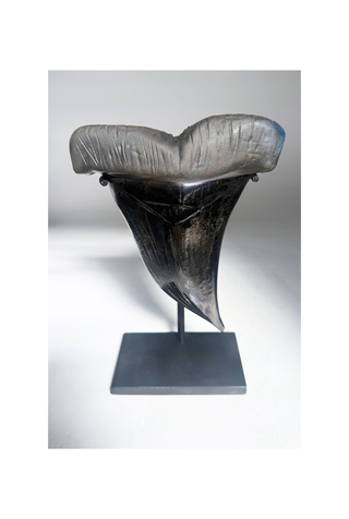 Black Shark's Tooth