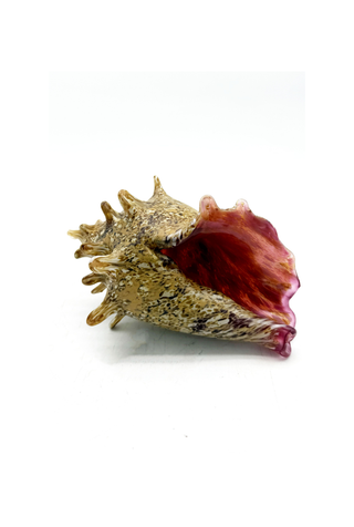 Conch I