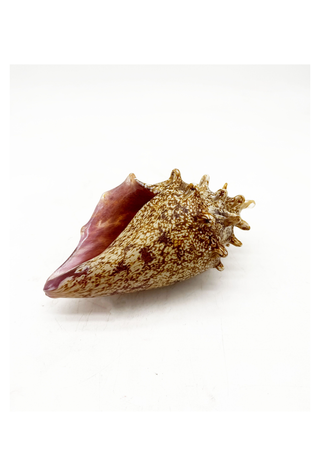 Conch II