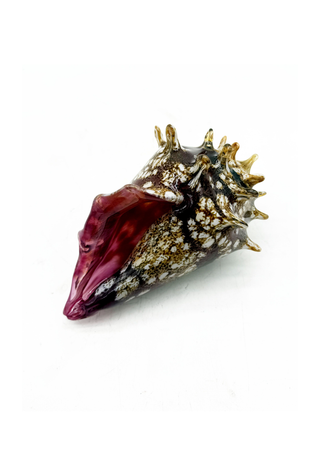 Conch III