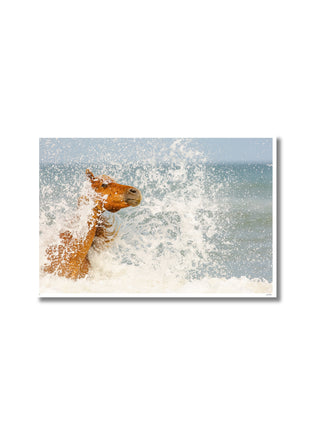 Sea Horse