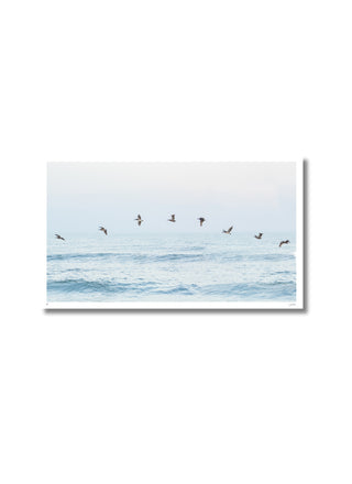 The Pelican Wave